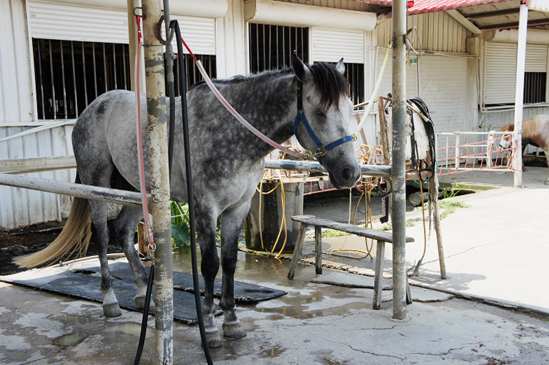 屏東車城住宿|悠客馬場 小木屋+騎馬體驗 渡假氛圍超療癒 - 第57張圖 悠客馬場