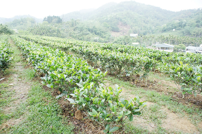 DSC04318
