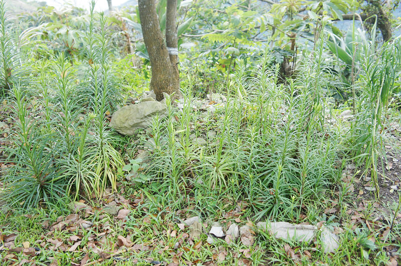 DSC02524