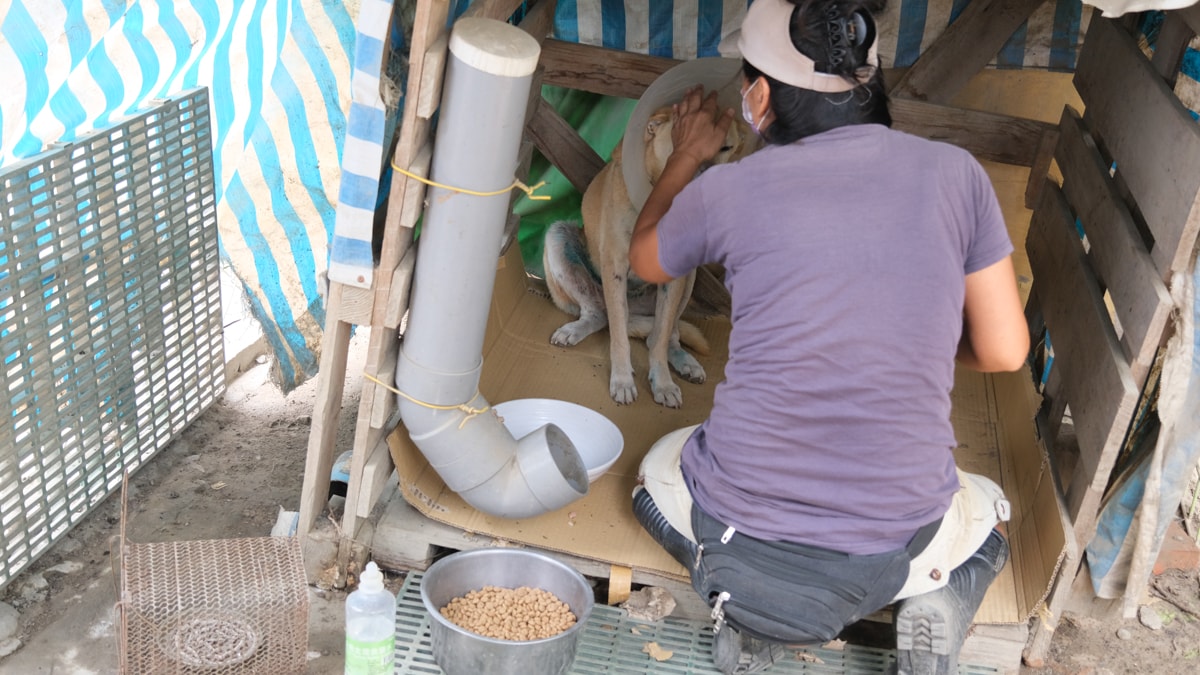 浪愛集食｜捐糧不捐款送愛到狗園，每個月定時付出，讓浪浪有個安穩的避風港可以溫飽肚子
