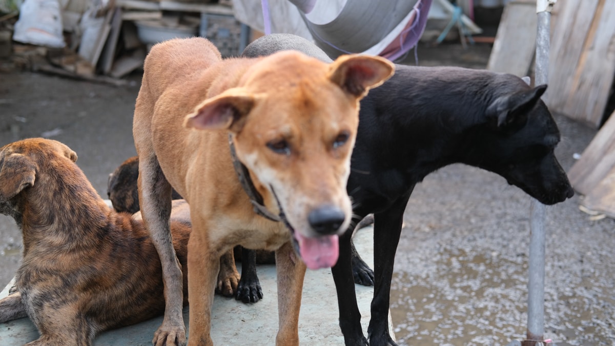 浪愛集食｜捐糧不捐款送愛到狗園，每個月定時付出，讓浪浪有個安穩的避風港可以溫飽肚子