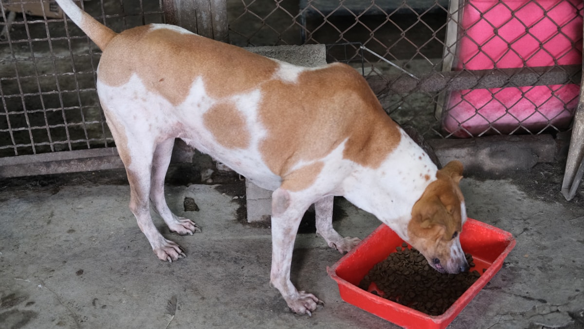 浪愛集食｜捐糧不捐款送愛到狗園，每個月定時付出，讓浪浪有個安穩的避風港可以溫飽肚子