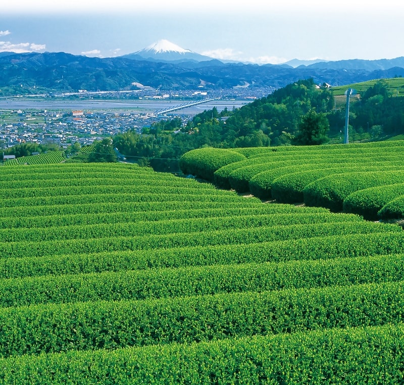 一秒飛日本喝抹茶！佐藤園｜日本靜岡抹茶粉/焙茶粉 烘焙甜點、加牛奶、優格都好吃，抹茶控必收藏，2024靜岡FAIR