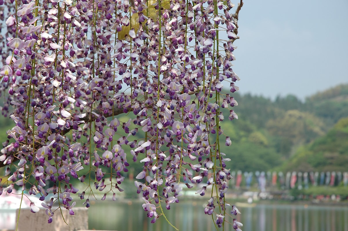 一秒飛日本喝抹茶！佐藤園｜日本靜岡抹茶粉/焙茶粉 烘焙甜點、加牛奶、優格都好吃，抹茶控必收藏，2024靜岡FAIR