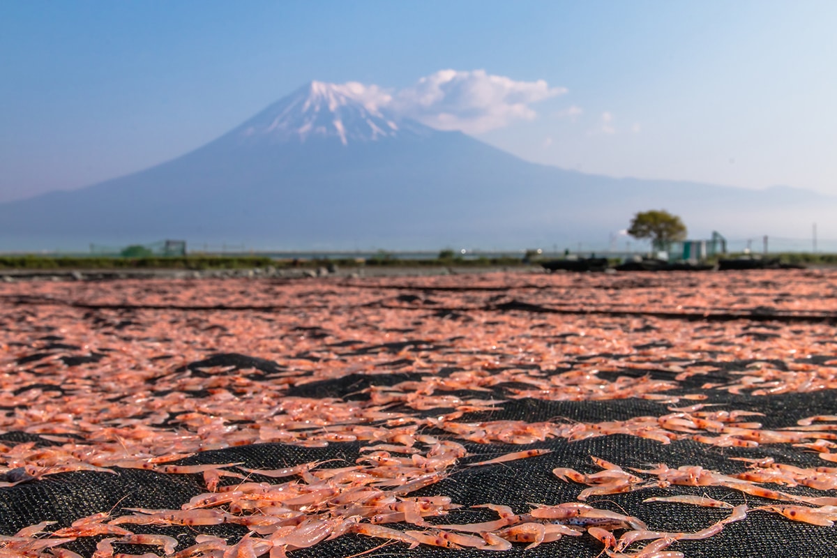 一秒飛日本喝抹茶！佐藤園｜日本靜岡抹茶粉/焙茶粉 烘焙甜點、加牛奶、優格都好吃，抹茶控必收藏，2024靜岡FAIR
