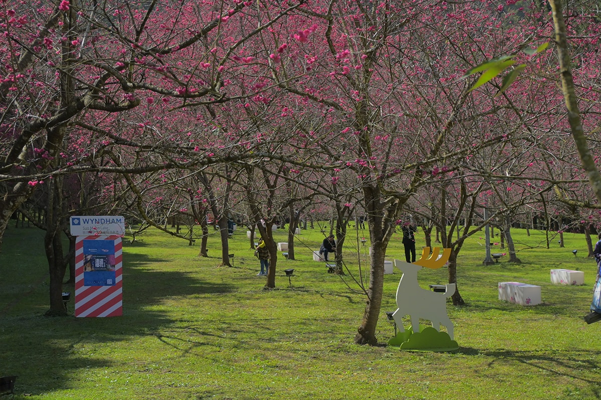 南投住宿｜日月潭力麗溫德姆溫泉酒店 九族賞櫻趣住房專案，泡湯賞櫻花漫遊伊達邵