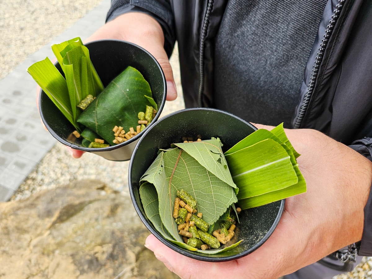 鹿谷最新景點推薦!鹿芝谷生態景觀園區 超萌水豚君、多肉DIY、下午茶|適合親子旅遊、寵物友善可牽繩入園 - 第11張圖