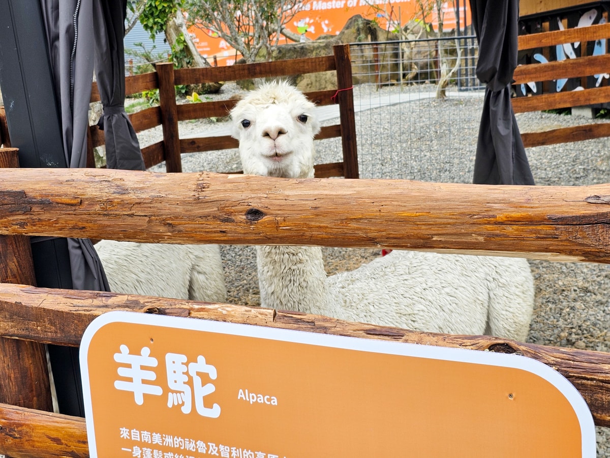 鹿谷最新景點推薦!鹿芝谷生態景觀園區 超萌水豚君、多肉DIY、下午茶|適合親子旅遊、寵物友善可牽繩入園 - 第27張圖