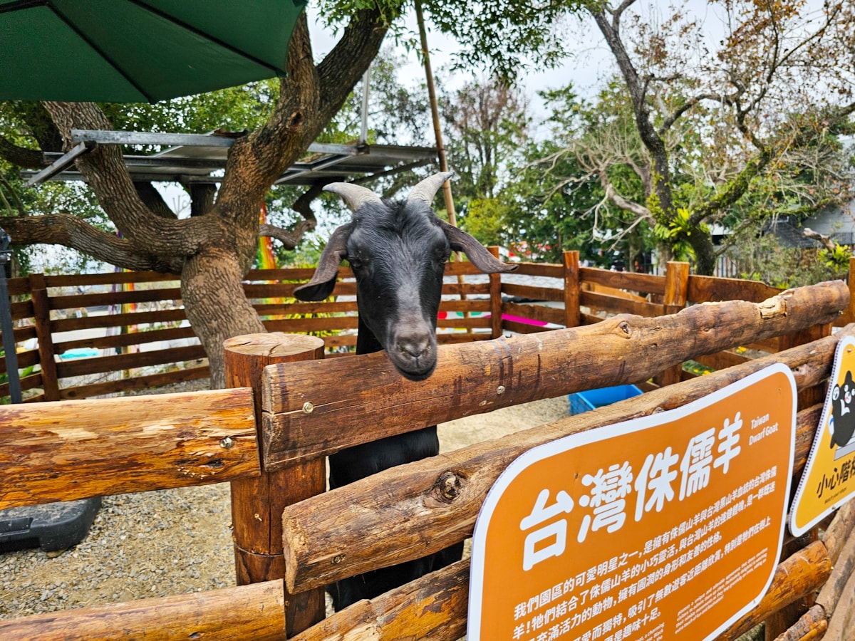 鹿谷最新景點推薦!鹿芝谷生態景觀園區 超萌水豚君、多肉DIY、下午茶|適合親子旅遊、寵物友善可牽繩入園 - 第30張圖