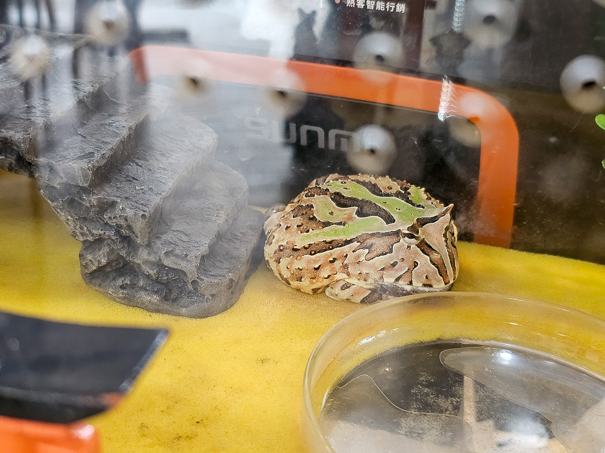 鳳山大東｜良盛吉食 輕食系丼飯也能很有飽足感！寵物友善