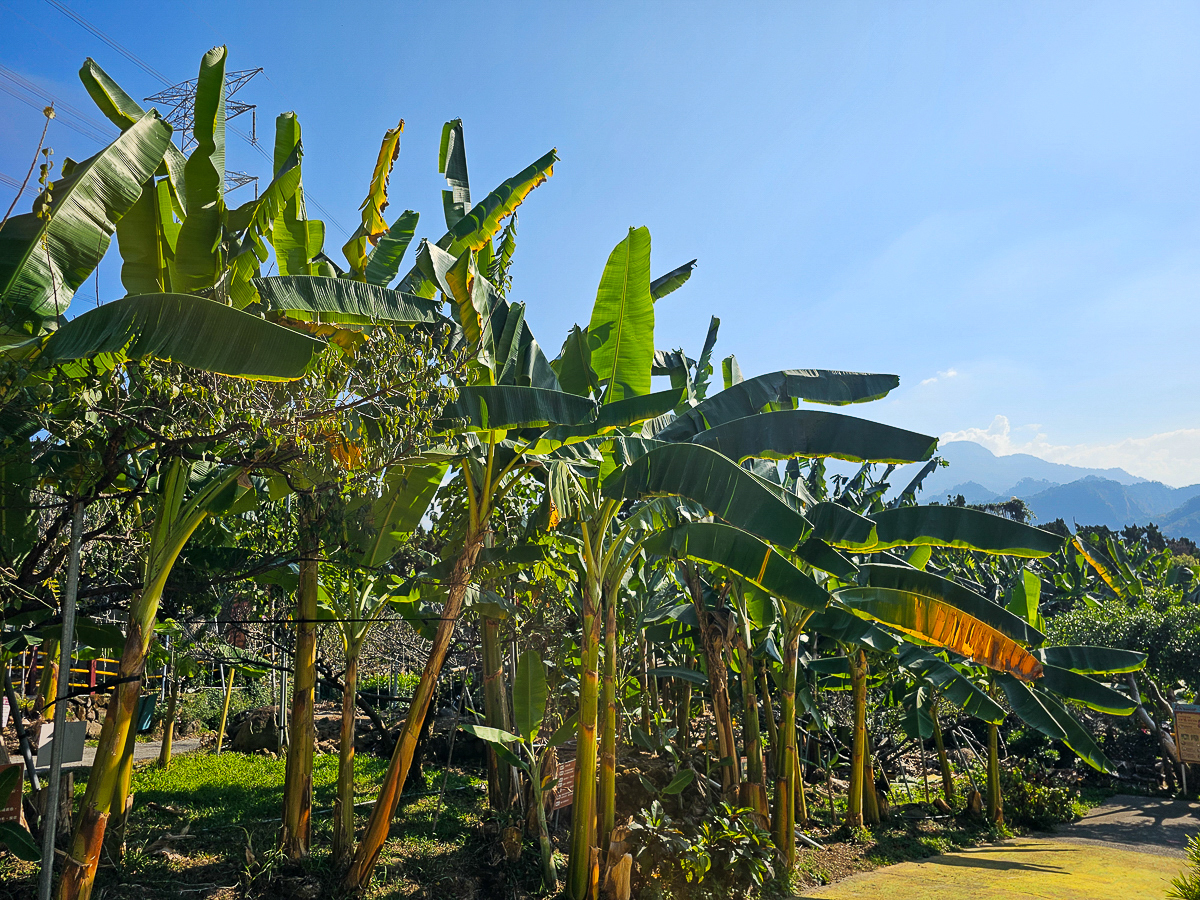 南投免門票觀光工廠|Jijibanana 集元果觀光工廠/休閒農場,集集山蕉超好吃 - 第5張圖 南投免門票觀光工廠|Jijibanana 集元果觀光工廠/休閒農場,集集山蕉超好吃