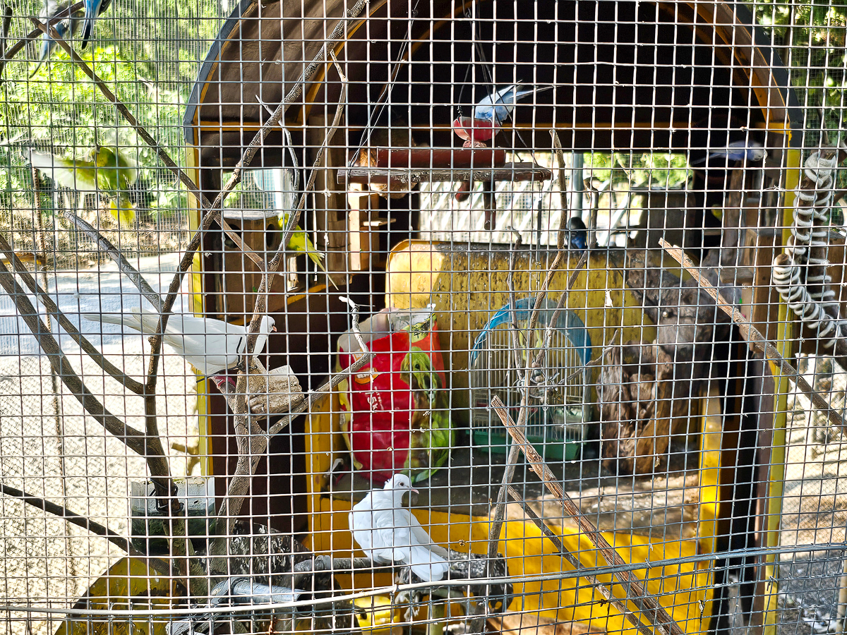 南投免門票觀光工廠|Jijibanana 集元果觀光工廠/休閒農場,集集山蕉超好吃 - 第29張圖 南投免門票觀光工廠|Jijibanana 集元果觀光工廠/休閒農場,集集山蕉超好吃