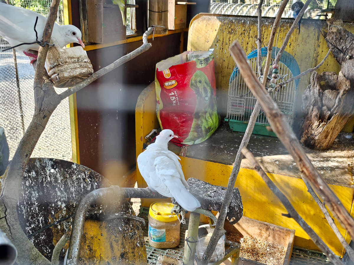 南投免門票觀光工廠|Jijibanana 集元果觀光工廠/休閒農場,集集山蕉超好吃 - 第30張圖 南投免門票觀光工廠|Jijibanana 集元果觀光工廠/休閒農場,集集山蕉超好吃