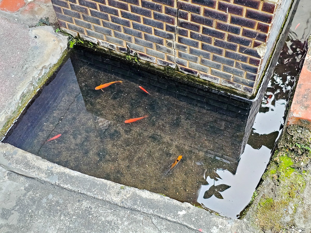 高雄冰店|泉捌月 金木犀專賣 桂花糖蜜四寶冰、桂花粉粿、桂花檸檬愛玉冰,在老宅吃冰超有氣氛 - 第6張圖 高雄冰店|泉捌月 金木犀專賣 桂花糖蜜四寶冰、桂花粉粿、桂花檸檬愛玉冰,在老宅吃冰超有氣氛