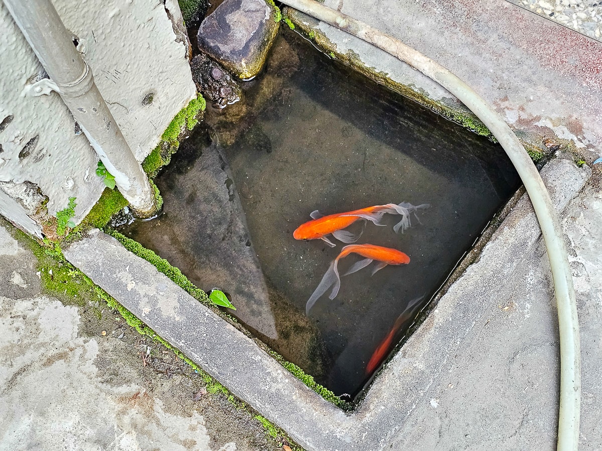 高雄冰店|泉捌月 金木犀專賣 桂花糖蜜四寶冰、桂花粉粿、桂花檸檬愛玉冰,在老宅吃冰超有氣氛 - 第5張圖 高雄冰店|泉捌月 金木犀專賣 桂花糖蜜四寶冰、桂花粉粿、桂花檸檬愛玉冰,在老宅吃冰超有氣氛