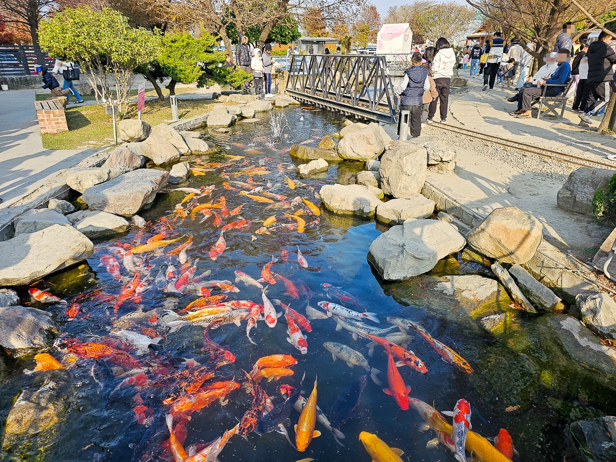 免門票玩整天!千巧谷牛樂園牧場|餵牛牛+落羽松+魔術表演,一站玩好玩滿,雲林免費景點 - 第16張圖 千巧谷