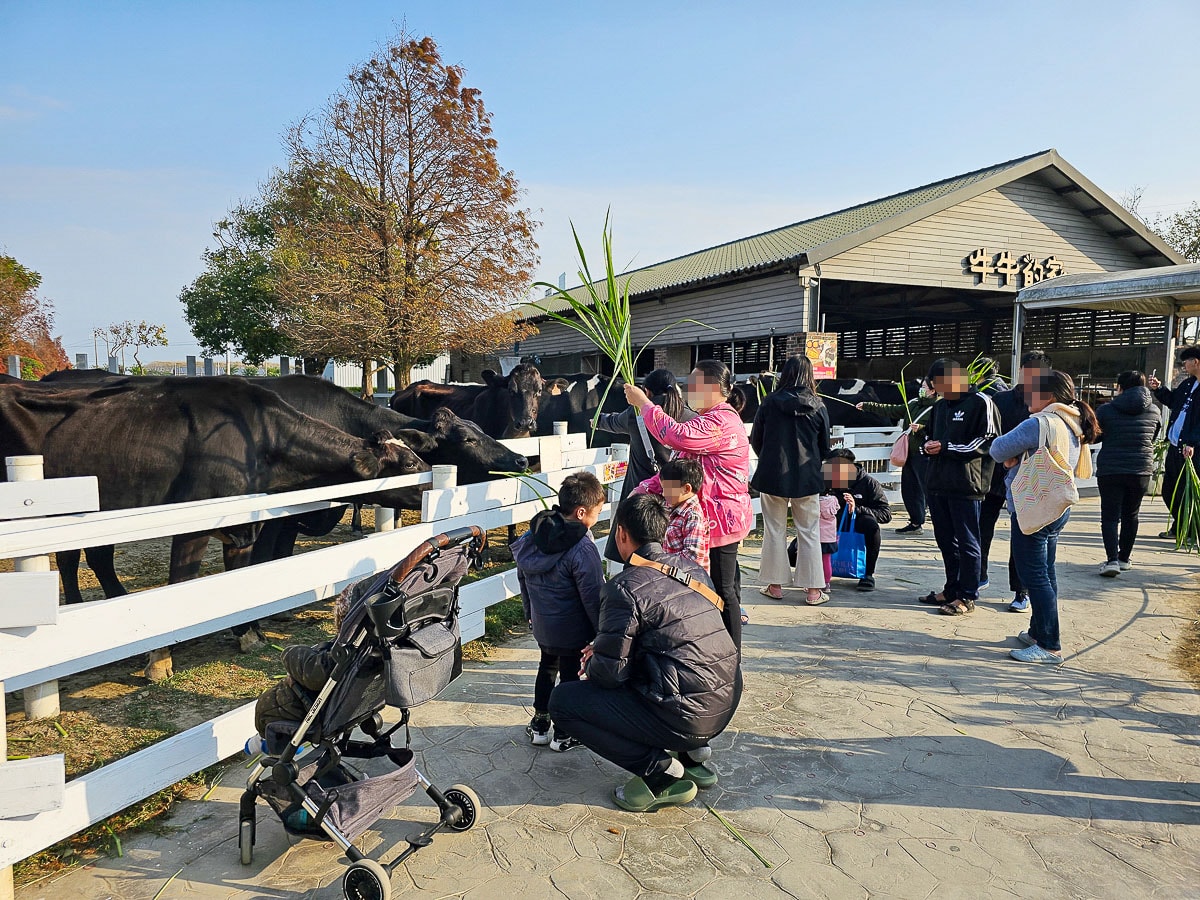 免門票玩整天!千巧谷牛樂園牧場|餵牛牛+落羽松+魔術表演,一站玩好玩滿,雲林免費景點 - 第13張圖 千巧谷