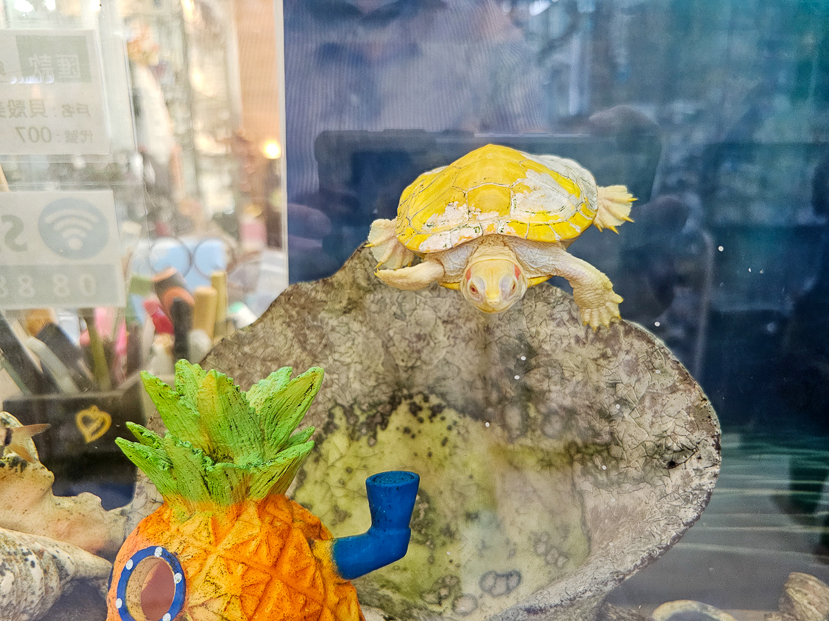 墾丁室內景點|貝殼美術館 各式珍稀貝殼大開眼界!免費參觀、DIY體驗、必買紀念品一次玩 - 第22張圖 貝殼美術館