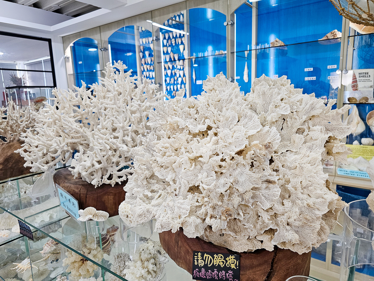 墾丁室內景點|貝殼美術館 各式珍稀貝殼大開眼界!免費參觀、DIY體驗、必買紀念品一次玩 - 第32張圖 貝殼美術館